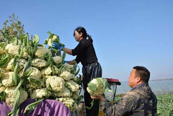 蔬菜種植富農(nóng)家